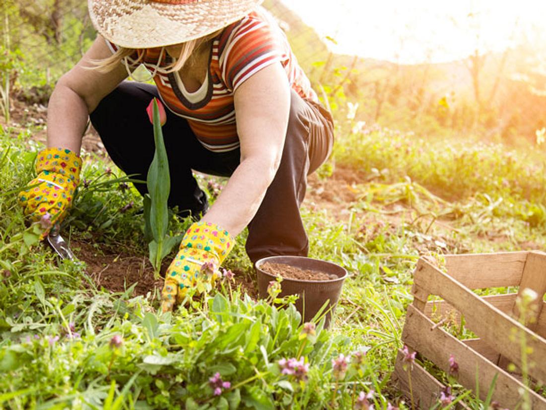 Es macht nicht nur Spaß, in der Erde zu wühlen, sondern Gartenarbeit ist auch gut für Ihre Gesundheit. Es macht nicht nur Spaß, in der Erde zu wühlen, sondern Gartenarbeit ist auch gut für Ihre Gesundheit.