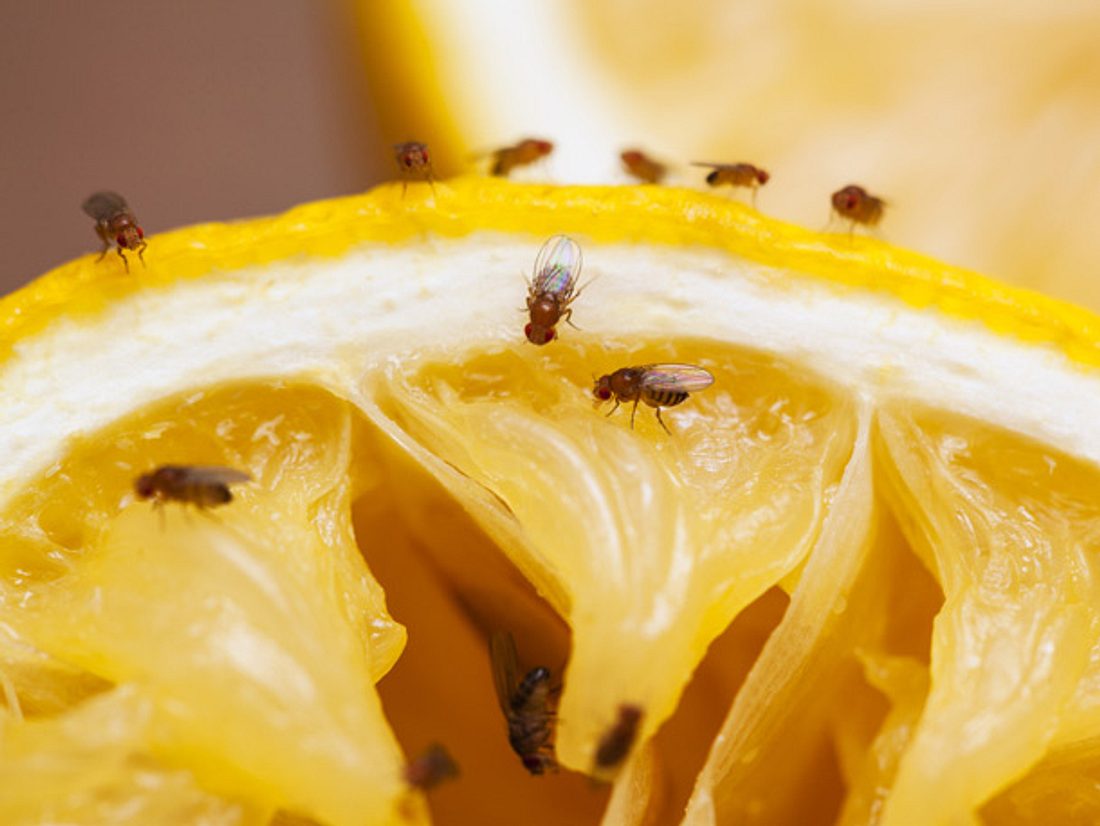 Schädlinge wie Fruchtfliegen lassen sich mit Hausmitteln verjagen.