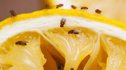 Schädlinge wie Fruchtfliegen lassen sich mit Hausmitteln verjagen. - Foto: Drbouz / iStock