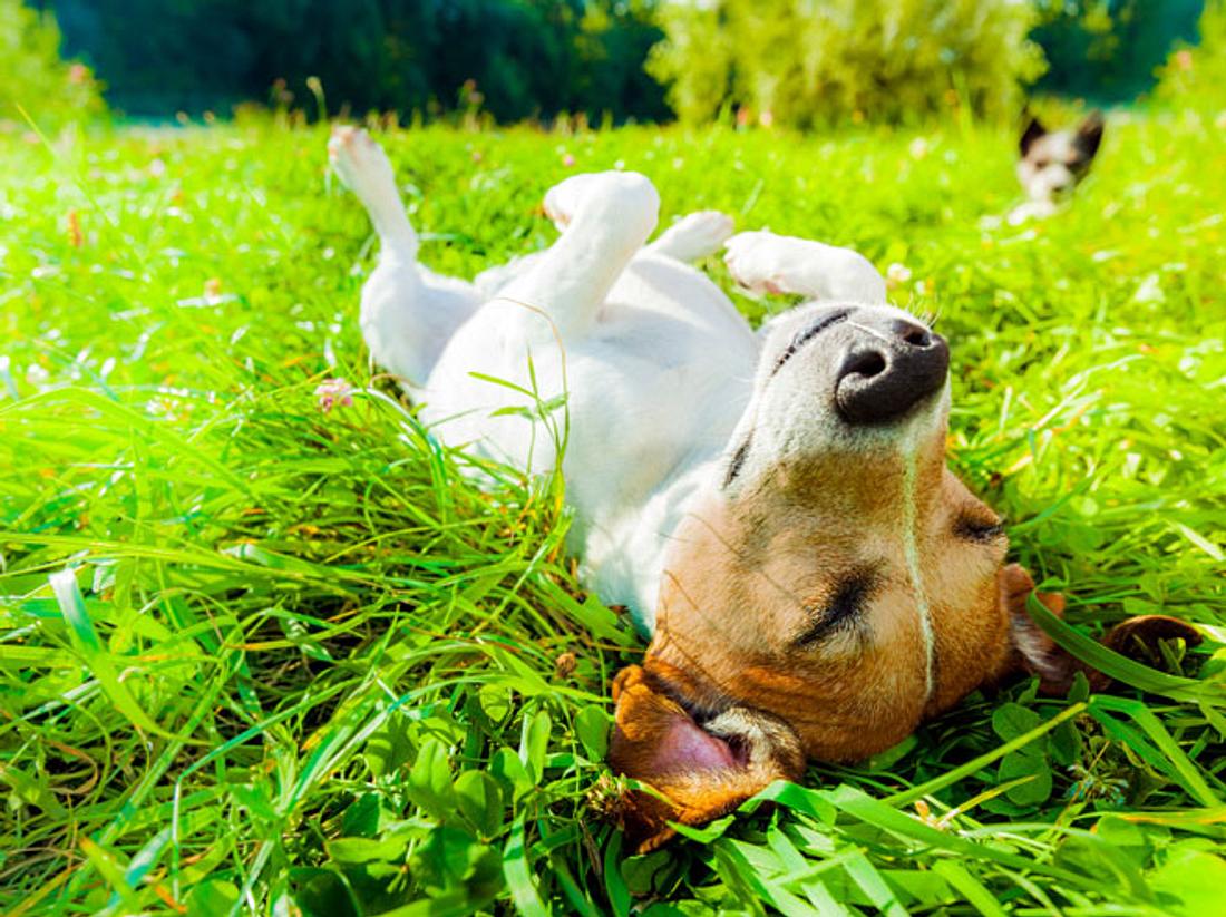 Sonnencreme für Hunde So schützen Sie Ihren Vierbeiner Liebenswert
