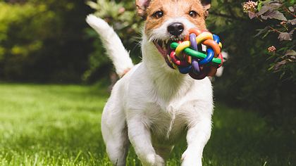 Hundespielzeug können Sie ganz einfach selber basteln.  - Foto: alexei_tm / iStock