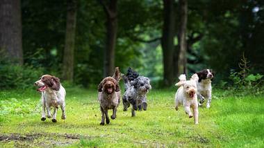 Zwingerhusten beim Hund  - Foto: dageldog/Getty Images
